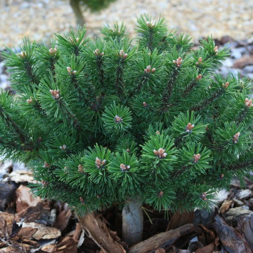Pinus mugo 'Mini Globus' - Mägimänd 'Mini Globus'